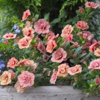 Calibrachoa hybrid MiniFamous® Double apricot peach flowers million bells mini petunia in a bunch mass flowering for cottage gardens or hanging baskets
