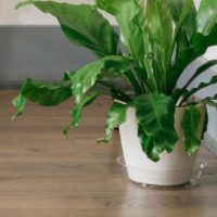 Clear Saucers & Floor Protectors