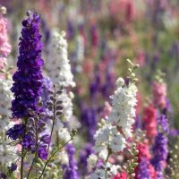 A field of Delphinium 'Magic Fountain Mix' multicoloured flowers
