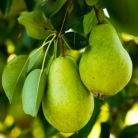 Pears