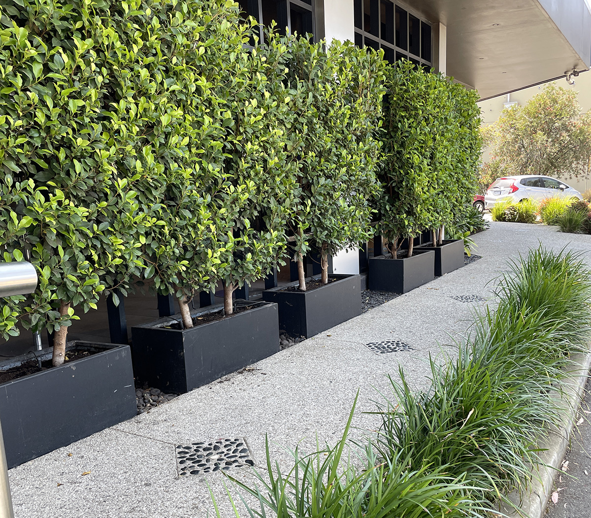 Commercial Garden Ficus Flash hedge