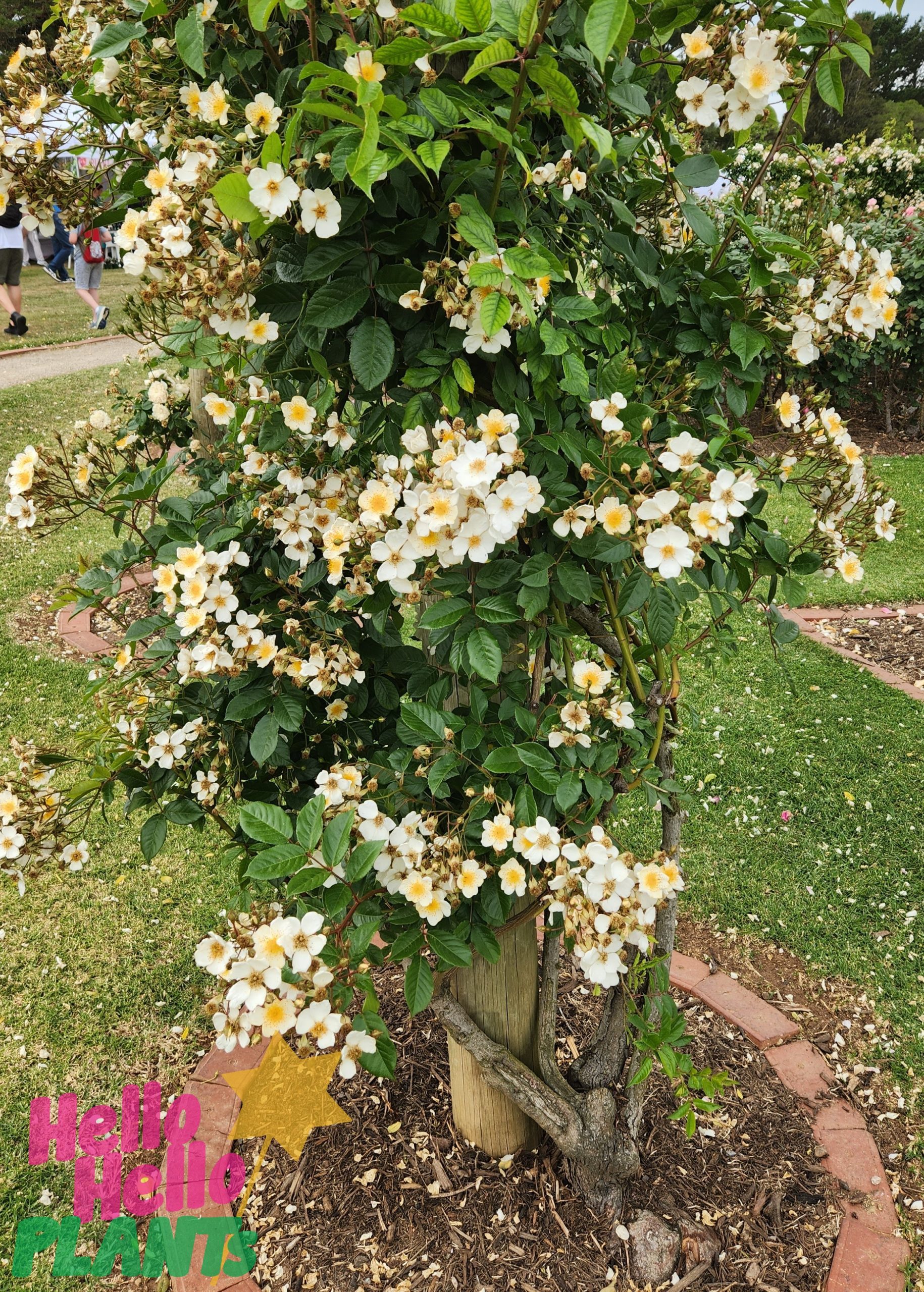 Rose 'Heidesommer' Bush Form - Image 2