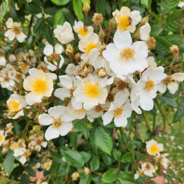 Masses of Heidesommer Roses grouped together climbing. Creamy white flowers with yellow centres and stamens