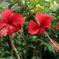 Two red hibiscus flowers are growing in a garden. Hibiscus rosa sinensis Chinese hibiscus with bright red flowers