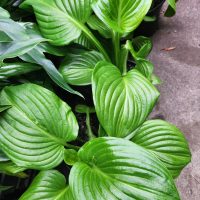A group of Hosta grandiflora plants with large green glossy lined leaves