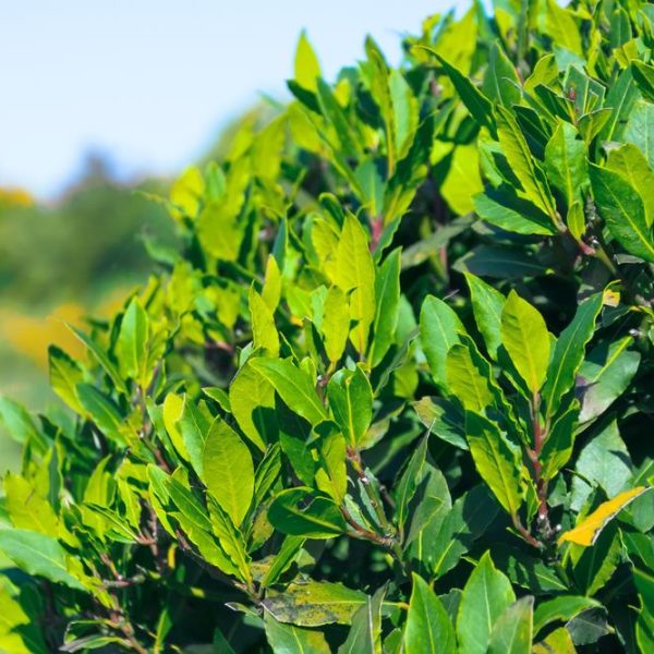 Laurus nobilis bay tree hedge with green serrated leaves edible leaf for cooking