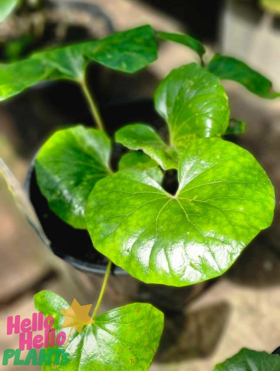 Ligularia 'Tractor Seat' 8" Pot - Image 6