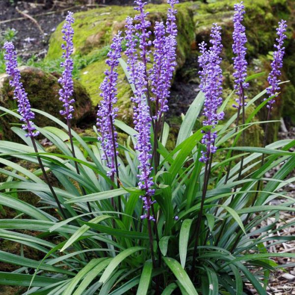 A plant with purple flowers in front of rocks, suitable for modern garden styles.