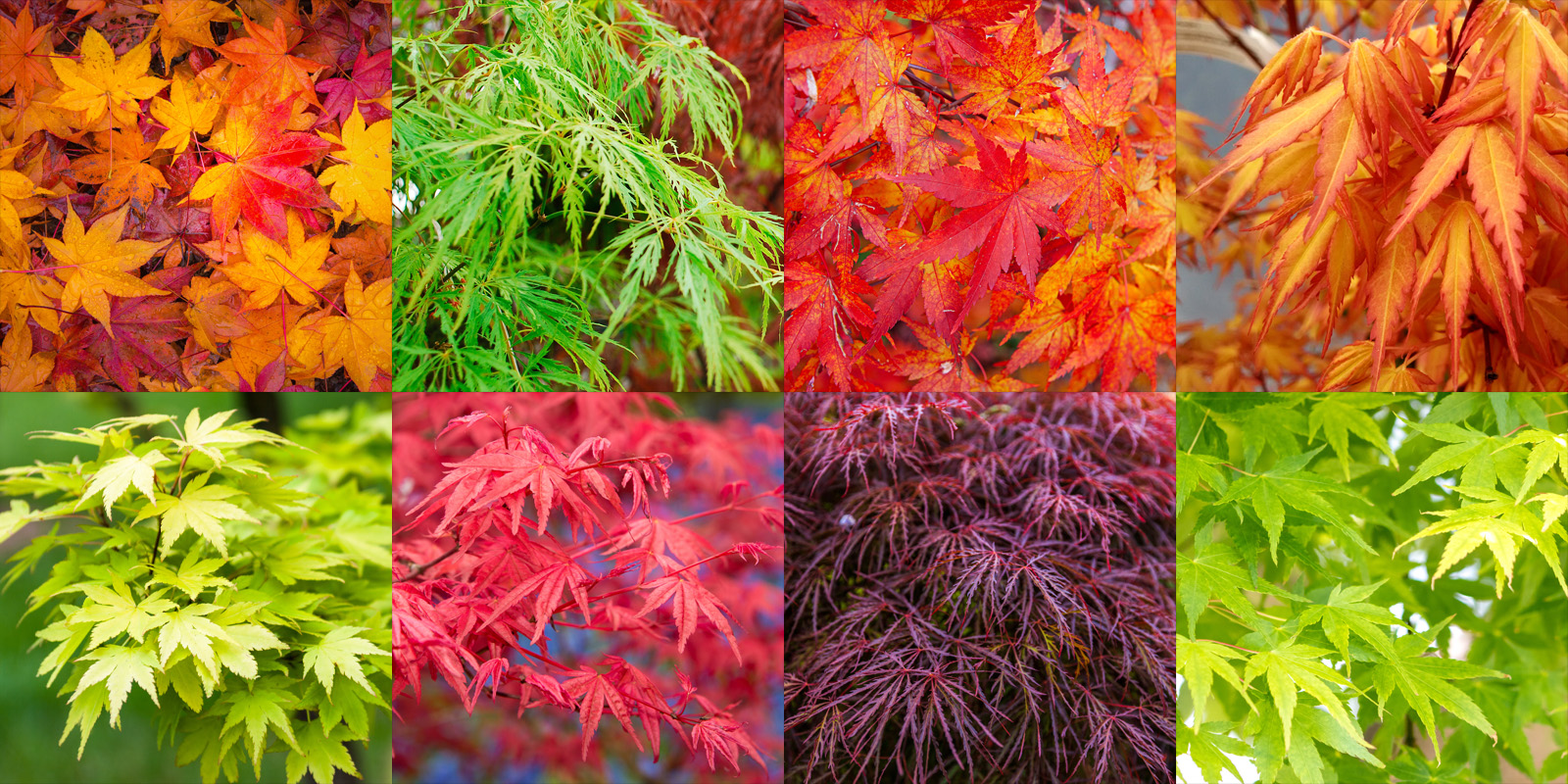 A modern garden featuring a collage of different colors of leaves on a tree.