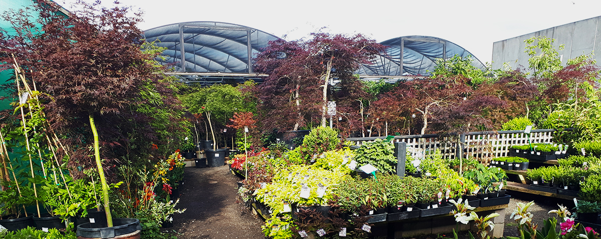 Japanese Maples in the Hello Hello Nursery