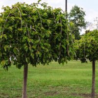 Two weeping mulberry trees in a row with green foliage. Morus alba chaparral 'Weeping Mulberry' Fruitless trees