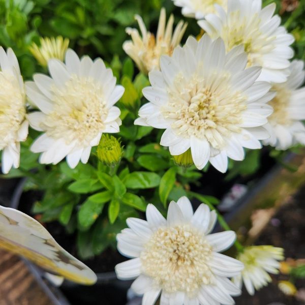 stunning fluffy double white cottage flowers in garden osteospermum ecklonis African daisy flowers white