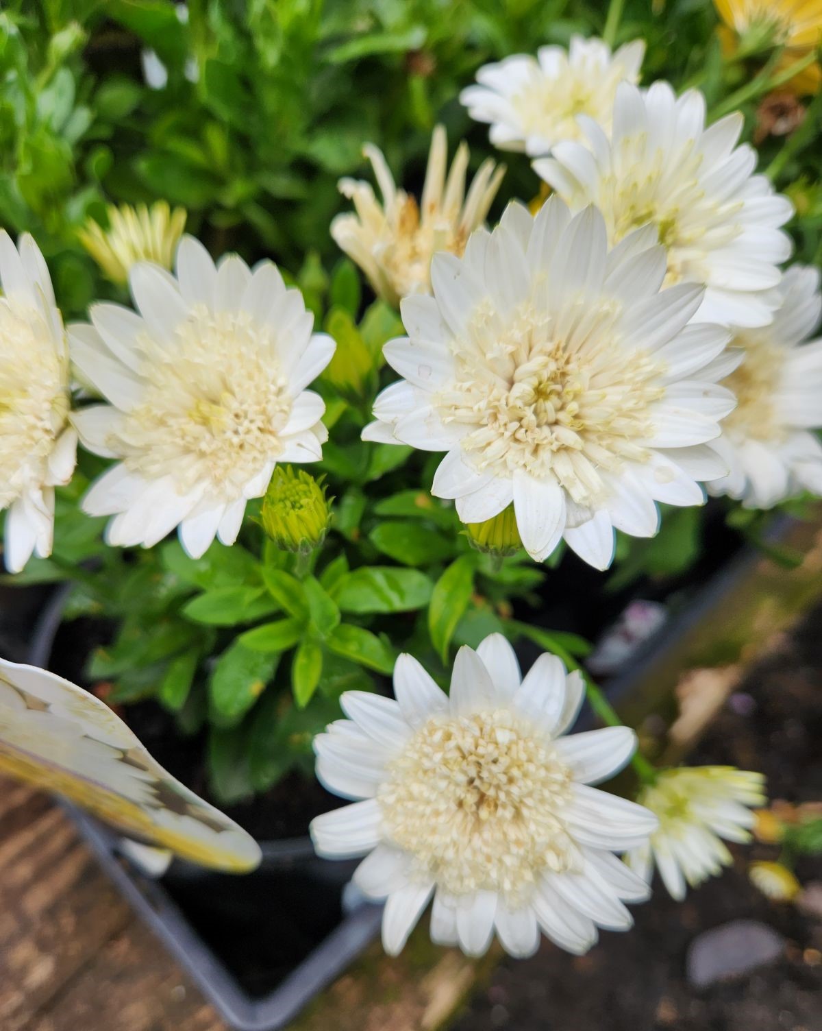 stunning fluffy double white cottage flowers in garden osteospermum ecklonis African daisy flowers white