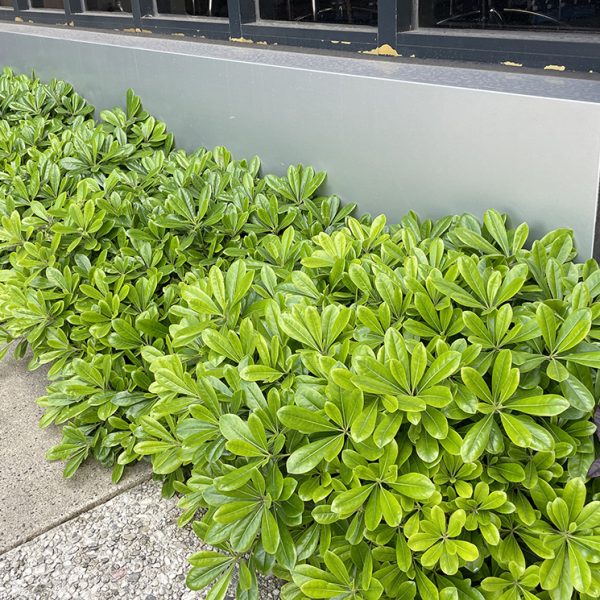 Miss Muffet Japanese Pittosporum