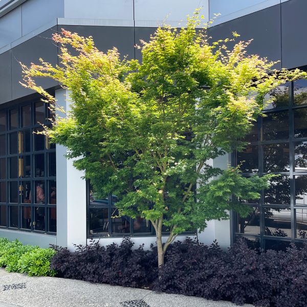 Japanese Maple with green leaves