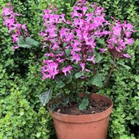 Plectranthus 'Mona Lavender' Pink bright flowers in a terracotta orange pot