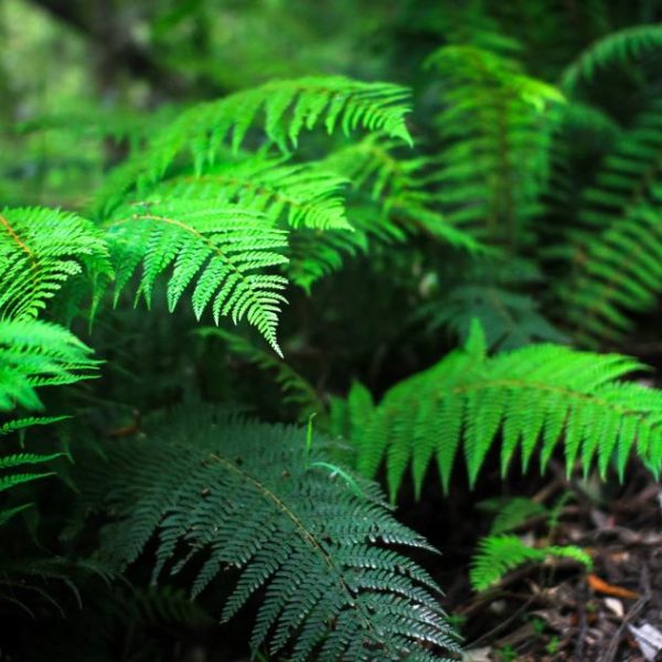 Polystichum proliferum Mother Shield Fern A lime Green fern growing in a wooded area.