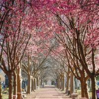Beautiful Cherry Blossoms in winter flowering in Asia Japan pink flowering Prunus-x-incam-Okame-Taiwan-Cherry-Ornamental-Cherry-Blossom-Trees