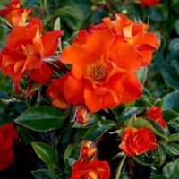 Rose 'Afrikaans' Bush Form in a bush with green leaves. Orange rose