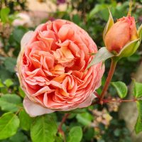 A Rose 'Afternoon Delight' Bush Form is blooming in a garden. Rosa floribunda with old fashioned rose appearance