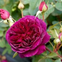 A Rose 'Fisherman's Friend' Bush Form is blooming in a garden. ruffly fluffy ruffles purple burgundy english shrub rose david austin