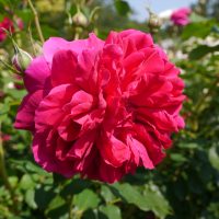 A Rose 'Thomas A Beckett' Bush Form is blooming in a garden. Rosa david austin fluffy pink clusters