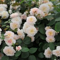 english shrub roses david austin rose cream apricot soft pink fluffy roses Emily bronte