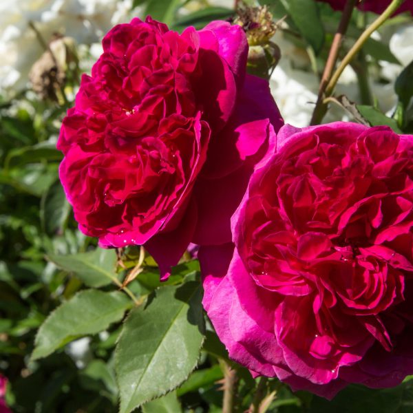 Rosa hybrid tea Charles de Mills Rose crimson purple fluffy ruffled blooms with many petals and green leaves