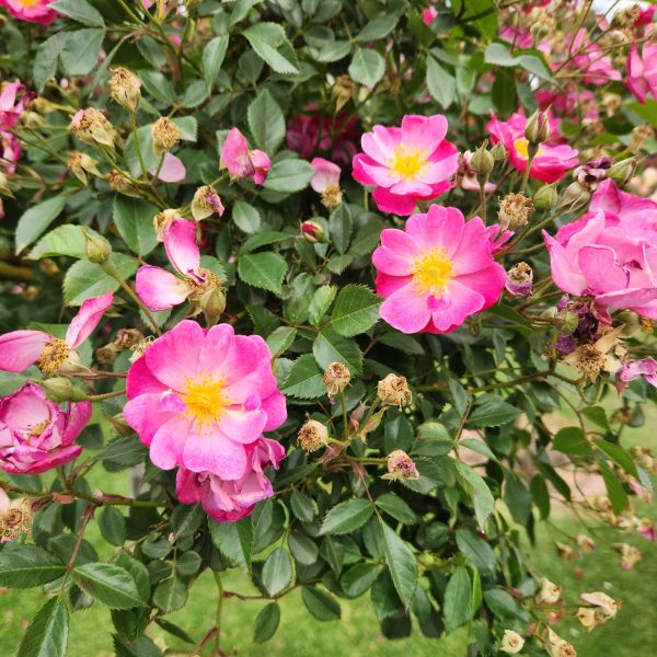 rosa carpet rose lavender mist climbing rose groundcover rose open roses purple coloured with yellow centres