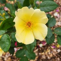 A yellow Rose 'Tottering By Gently' Bush Form is blooming in a garden.
