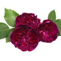 Ultraviolet purple burgundy rich wine red rose with buff flurry ruffled petals