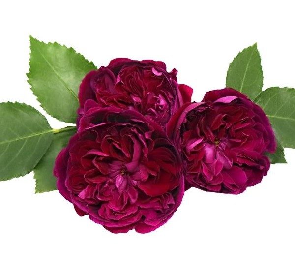 Ultraviolet purple burgundy rich wine red rose with buff flurry ruffled petals