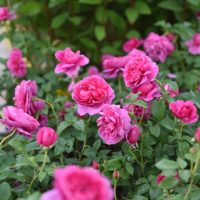 rosa david austin english shrub rose James L Austin Hot pink buff roses