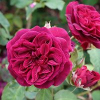 Rosa david austin munstead wood rose english shrub rose rich red velvety crimson fluffy blooms