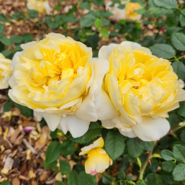 Two yellow Roses 'The Poet's Wife' Bush Form are blooming in a garden. Rosa david austin english shrub rose