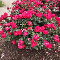 Rosa Double Knockout Roses cherry red hot pink in colour blooming in a bush shrub in a garden