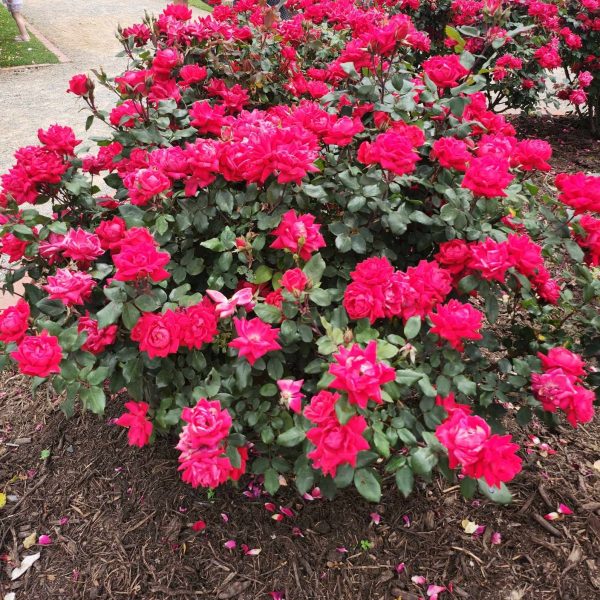 Rosa Double Knockout Roses cherry red hot pink in colour blooming in a bush shrub in a garden