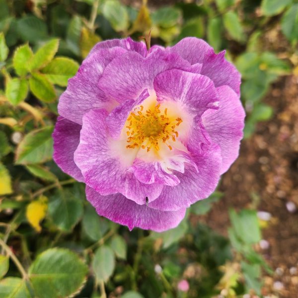 Rosa floribunda Blue For You Rose. A wide open purple rose with a white and yellow centre