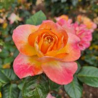 An orange and pink multicoloured Rose 'Daybreaker' Bush Form blooms in a garden. medium fragrance