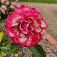 Rosa floribunda rose IMP multicoloured large rose mixed of hot pink, red and white in a garden bed