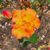 A yellow and orange rose in a garden.