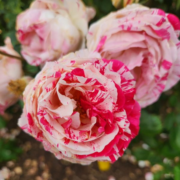 Three pink and white roses in a garden. Rosa floribunda Scentimental Rose multicoloured with creamy bwhite and pink and red specks