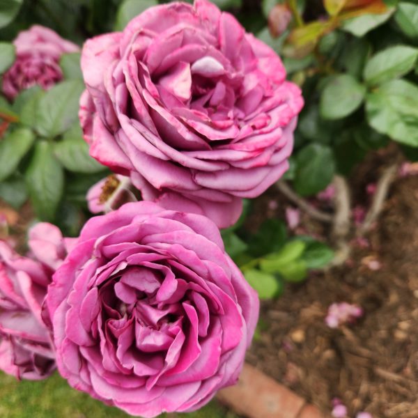 Transplant Australia's Thank You Rose Floribunda Rose two purple ruffled roses