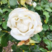 rosa hybrid tea rose karen blixen pure white beautiful rose