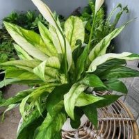 Spathiphyllum 'Domino' Peace Lily 8" Pot in a wicker basket. variegated foliage green and white