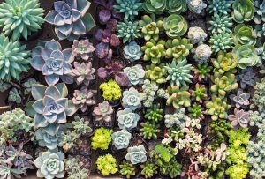 succulents
