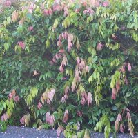 A Syzygium australe Cascade Lilly Pilly hedge for screening with green foliage and pink tips. Australian native attracting wildlife.