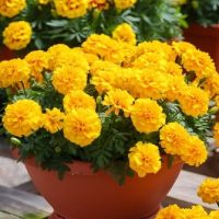 Tagetes patula Marigold African Queen masses of yellow flowers in a pot cottage style gardens