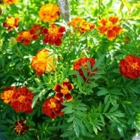 Tagetes patula Marigold safari mix flowering multicoloured blooms with green leaves yellows oranges and red flowers