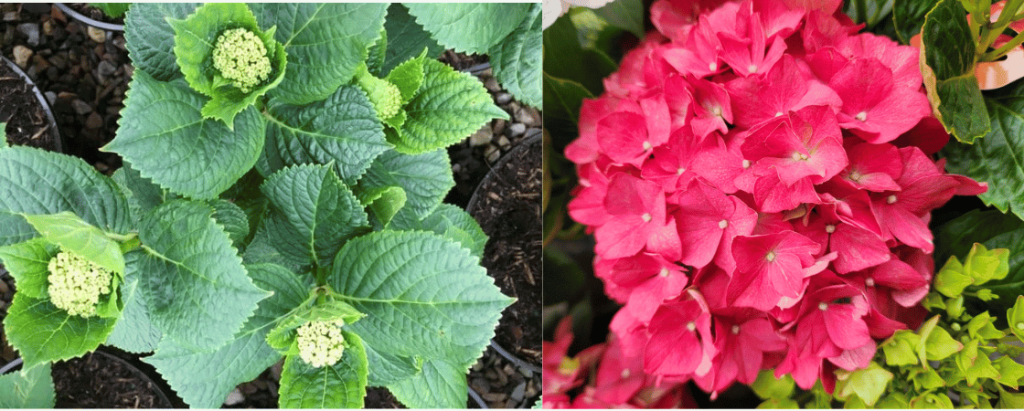 Hydrangea 'Tea Time Red' flowers
